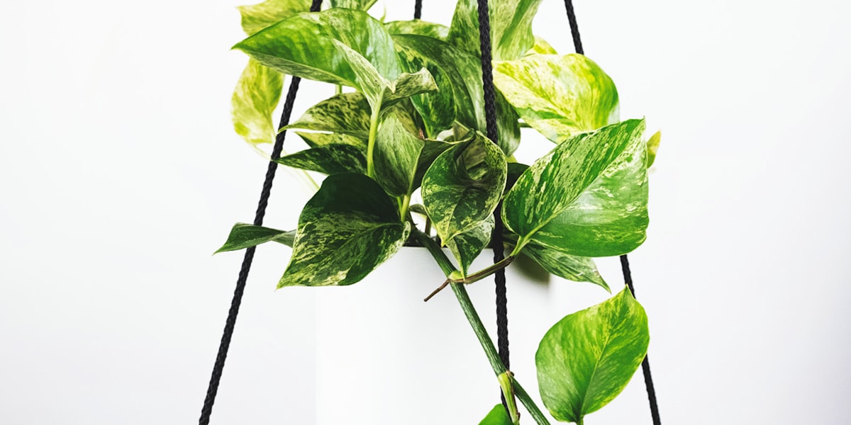 国际足联世界杯大力神杯特写照片，金光闪闪